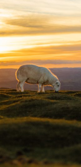 [2436x1125]郊外 草地 羊羔 吃草 苹果手机壁纸图片