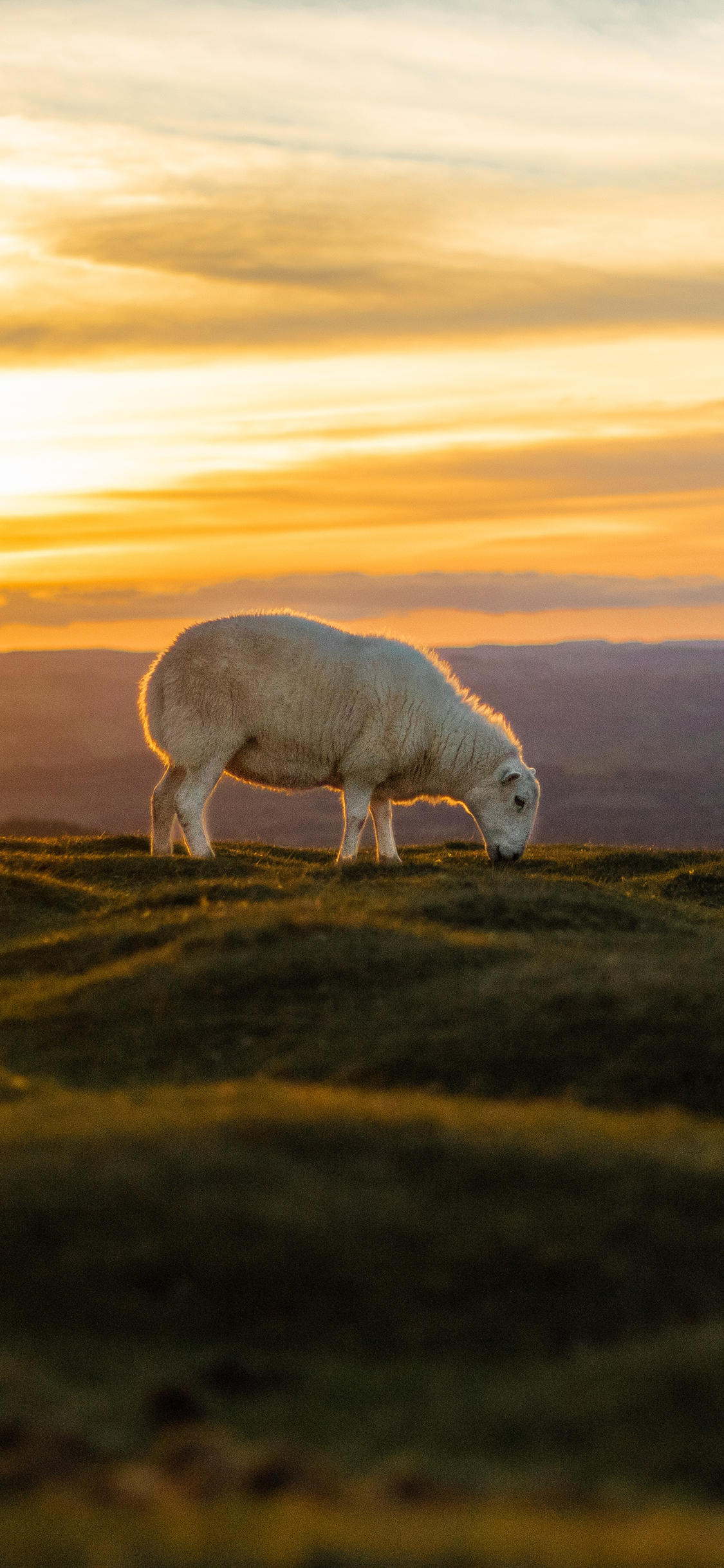 [2436×1125]郊外 草地 羊羔 吃草 苹果手机壁纸图片