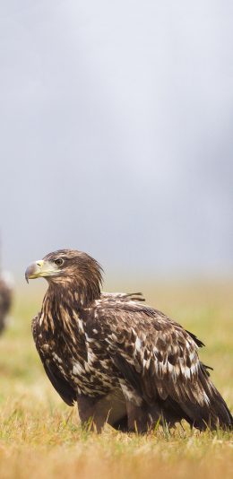 [2436x1125]郊外 草地 老鹰 飞禽 苹果手机壁纸图片