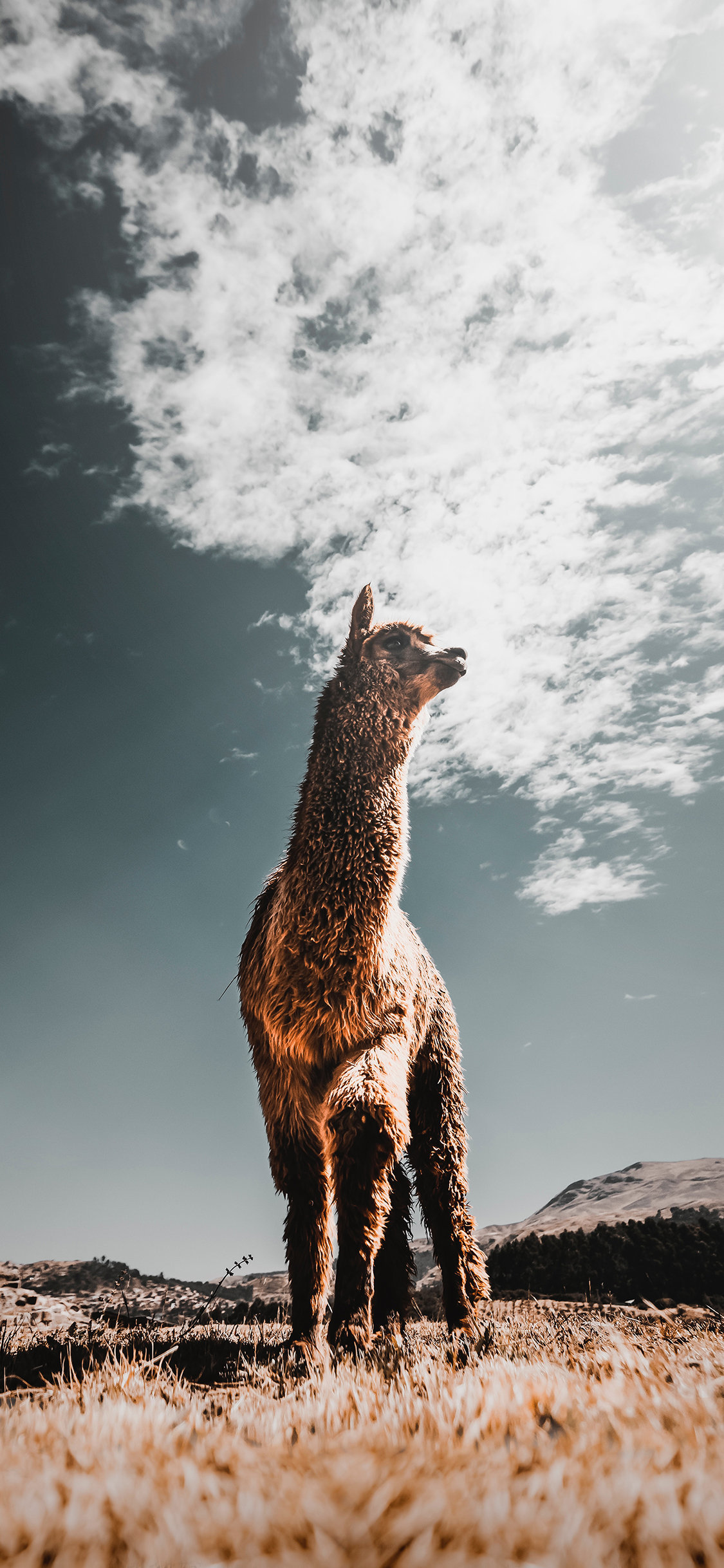 [2436×1125]郊外 草地 草泥马 羊驼 苹果手机壁纸图片