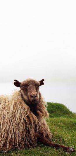 [2436x1125]郊外 草地 藏羊 羊毛 苹果手机壁纸图片