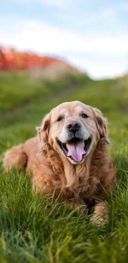 [2436x1125]郊外 草地 金毛犬 宠物狗 苹果手机壁纸图片