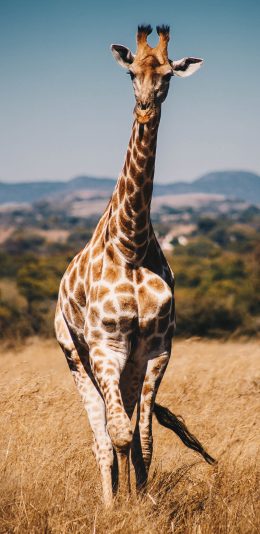 [2436x1125]郊外 草地 长颈鹿 长脖子 苹果手机壁纸图片