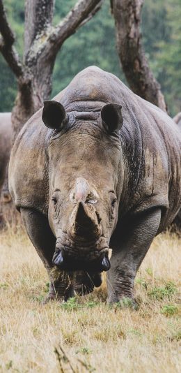[2436x1125]郊外 草地 非洲 野犀牛 苹果手机壁纸图片