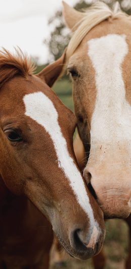 [2436x1125]郊外 草地 马匹 棕马 苹果手机壁纸图片
