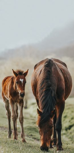 [2436x1125]郊外 草地 马匹 棕马 小马 苹果手机壁纸图片