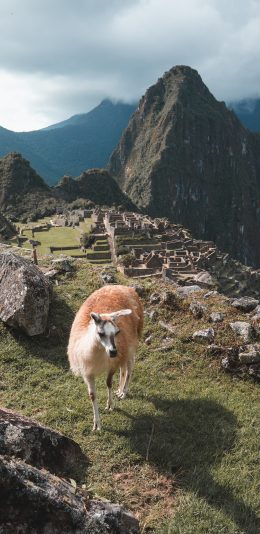 [2436x1125]郊外 草坪 原驼 骆驼科 食草 苹果手机壁纸图片