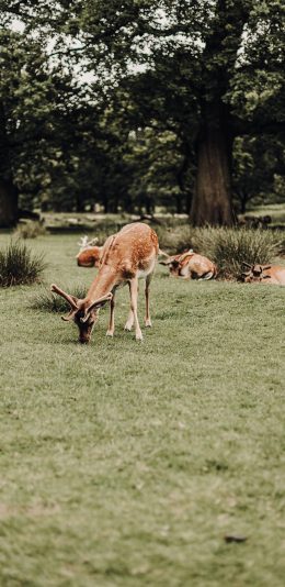 [2436x1125]郊外 草坪 梅花鹿 吃草 苹果手机壁纸图片