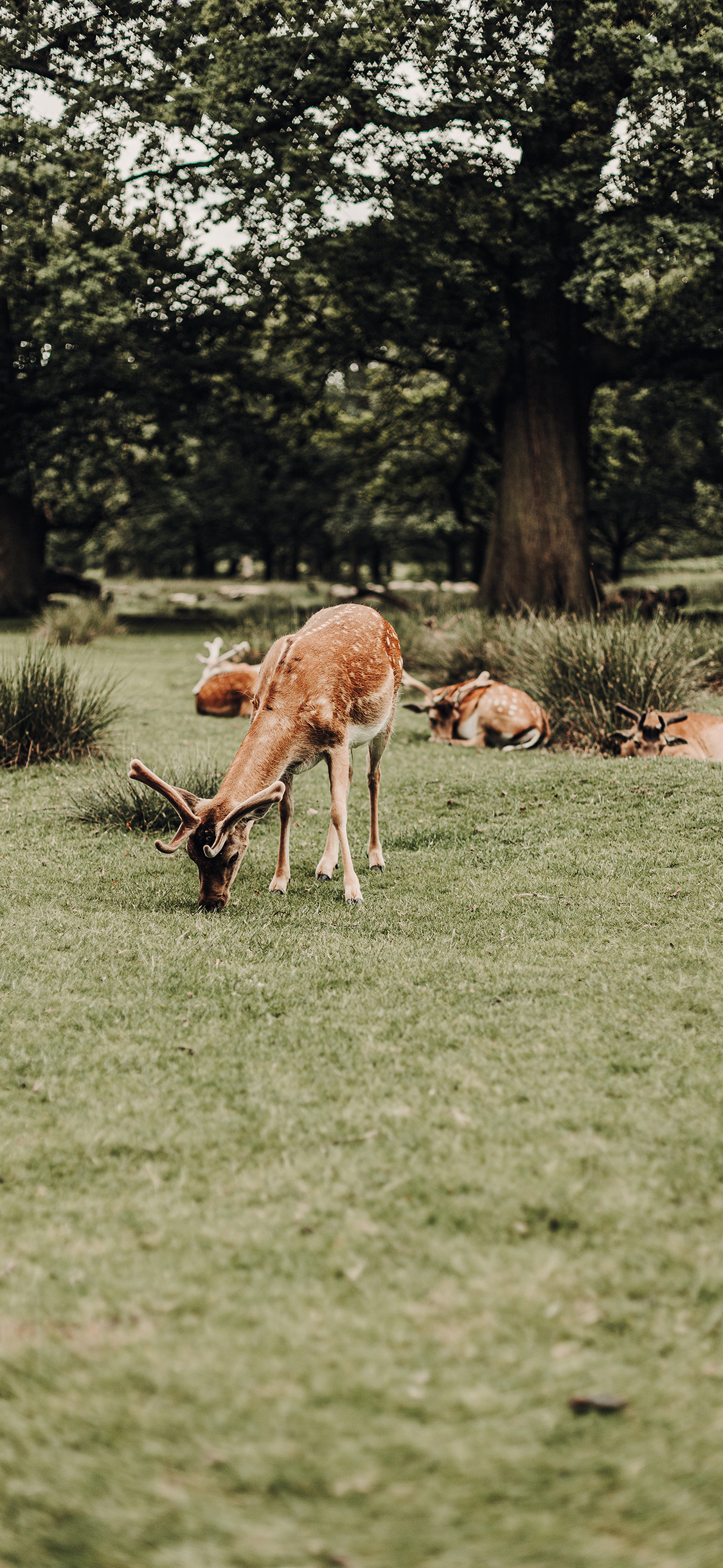 [2436×1125]郊外 草坪 梅花鹿 吃草 苹果手机壁纸图片