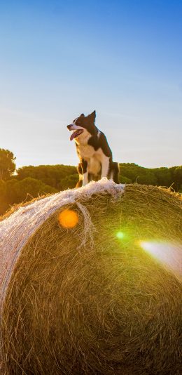 [2436x1125]郊外 草垛 宠物狗 阳光 苹果手机壁纸图片