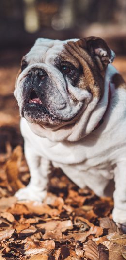 [2436x1125]郊外 落叶 英国 斗牛犬 苹果手机壁纸图片