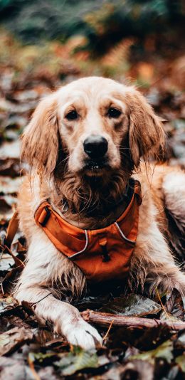 [2436x1125]郊外 落叶 金毛 寻回犬 苹果手机壁纸图片