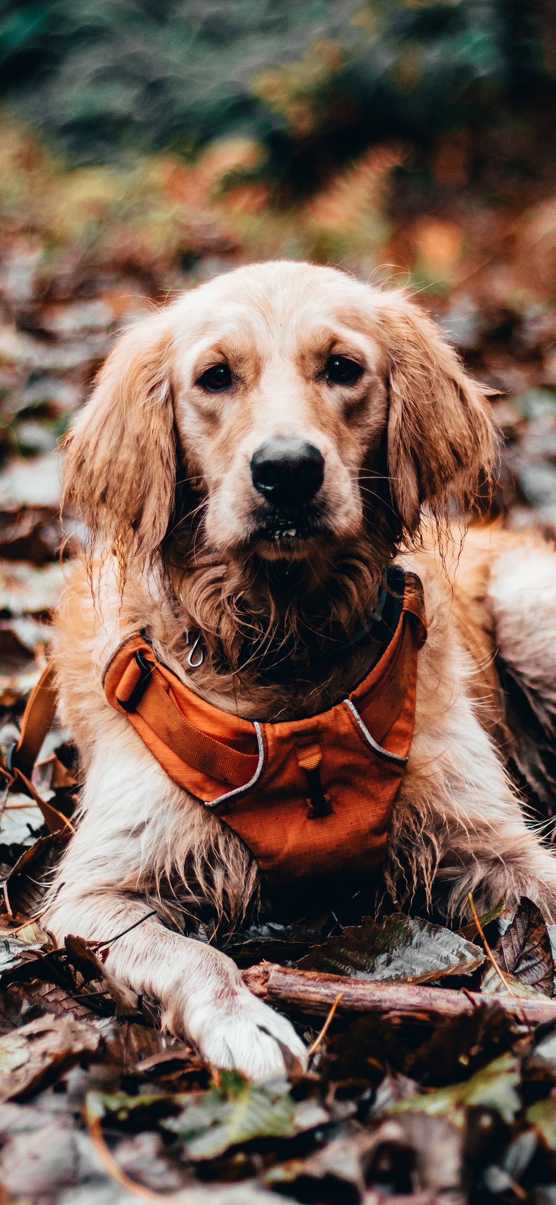 [2436×1125]郊外 落叶 金毛 寻回犬 苹果手机壁纸图片