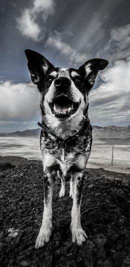 [2436x1125]郊外 蓝天白云 宠物狗 黑白 苹果手机壁纸图片