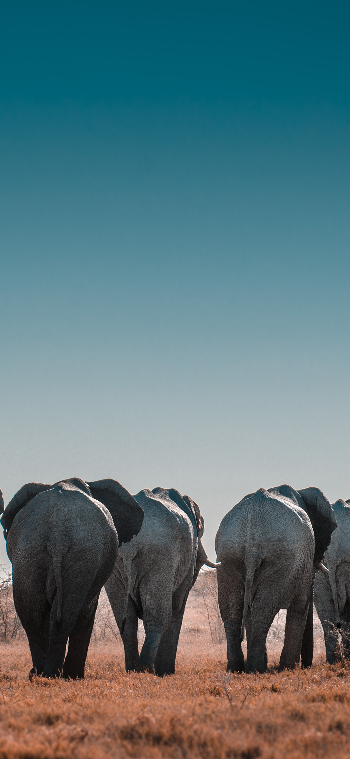 [2436×1125]郊外 迁徙 大象 背影 苹果手机壁纸图片