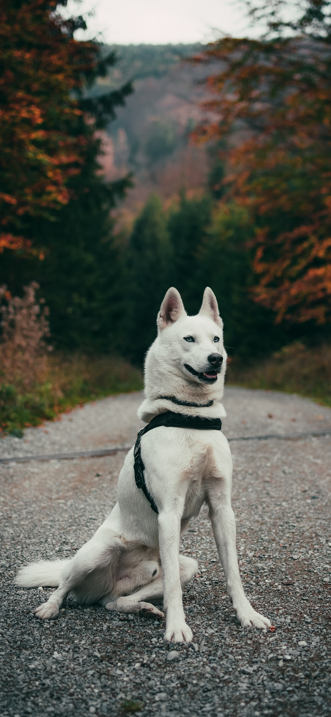 [2436×1125]郊外 道路 哈士奇 狗 白色 苹果手机壁纸图片