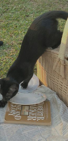[2436x1125]郊外 野炊 篮子 黑猫 喵星人 苹果手机壁纸图片