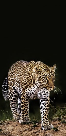 [2436x1125]郊外 野生 猎豹 狩猎 豹纹 苹果手机壁纸图片