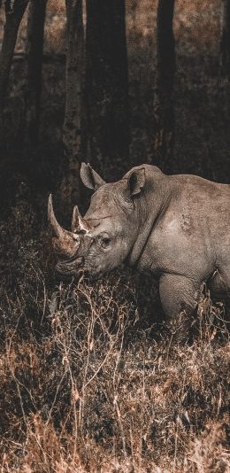 [2436x1125]郊外 野生动物 犀牛 牛角 苹果手机壁纸图片