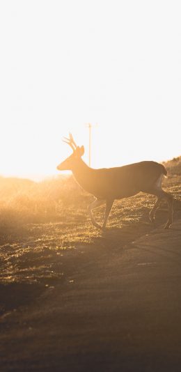 [2436x1125]郊外 阳光 驯鹿 草地 苹果手机壁纸图片