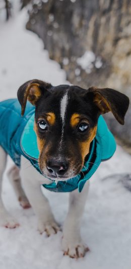 [2436x1125]郊外 雪地 宠物狗 汪星人 苹果手机壁纸图片
