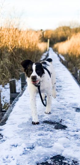 [2436x1125]郊外 雪地 宠物狗 汪星人 黑白 苹果手机壁纸图片