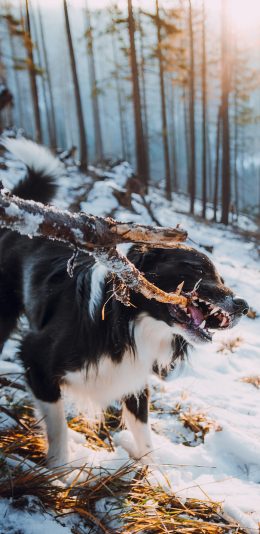 [2436x1125]郊外 雪地 宠物狗 牧羊犬 苹果手机壁纸图片