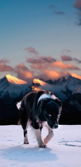 [2436x1125]郊外 雪地 宠物狗 霸气 苹果手机壁纸图片