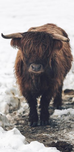 [2436x1125]郊外 雪地 牦牛 牛犊 苹果手机壁纸图片