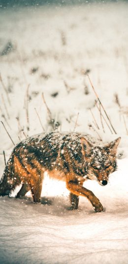 [2436x1125]郊外 雪地 狐狸 野生 觅食 苹果手机壁纸图片