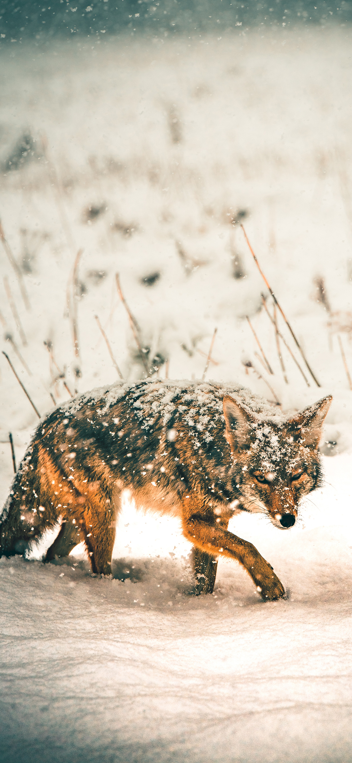 [2436×1125]郊外 雪地 狐狸 野生 觅食 苹果手机壁纸图片