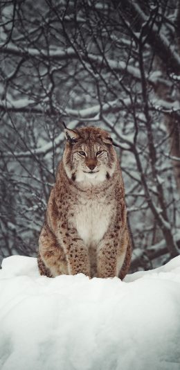 [2436x1125]郊外 雪地 猞猁 大型 猫科动物 苹果手机壁纸图片