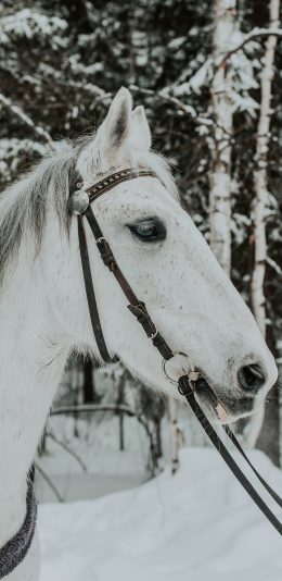 [2436x1125]郊外 雪地 白马 奔跑 苹果手机壁纸图片