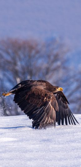 [2436x1125]郊外 雪地 老鹰 飞翔 苹果手机壁纸图片
