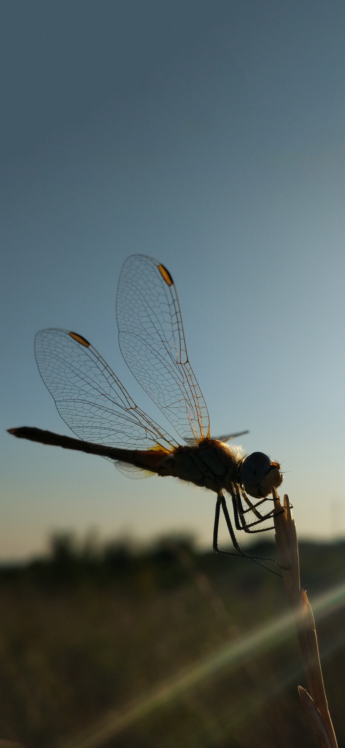 [2436×1125]郊外 青草 昆虫 蜻蜓 苹果手机壁纸图片