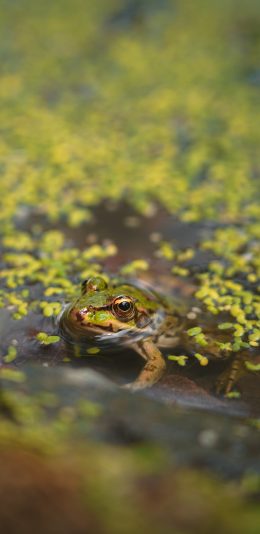 [2436x1125]郊外 青蛙 树蛙 两栖 苹果手机壁纸图片