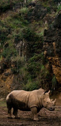 [2436x1125]郊外 非洲 犀牛 野生 苹果手机壁纸图片