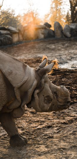 [2436x1125]郊外 非洲 野犀牛 庞大 苹果手机壁纸图片