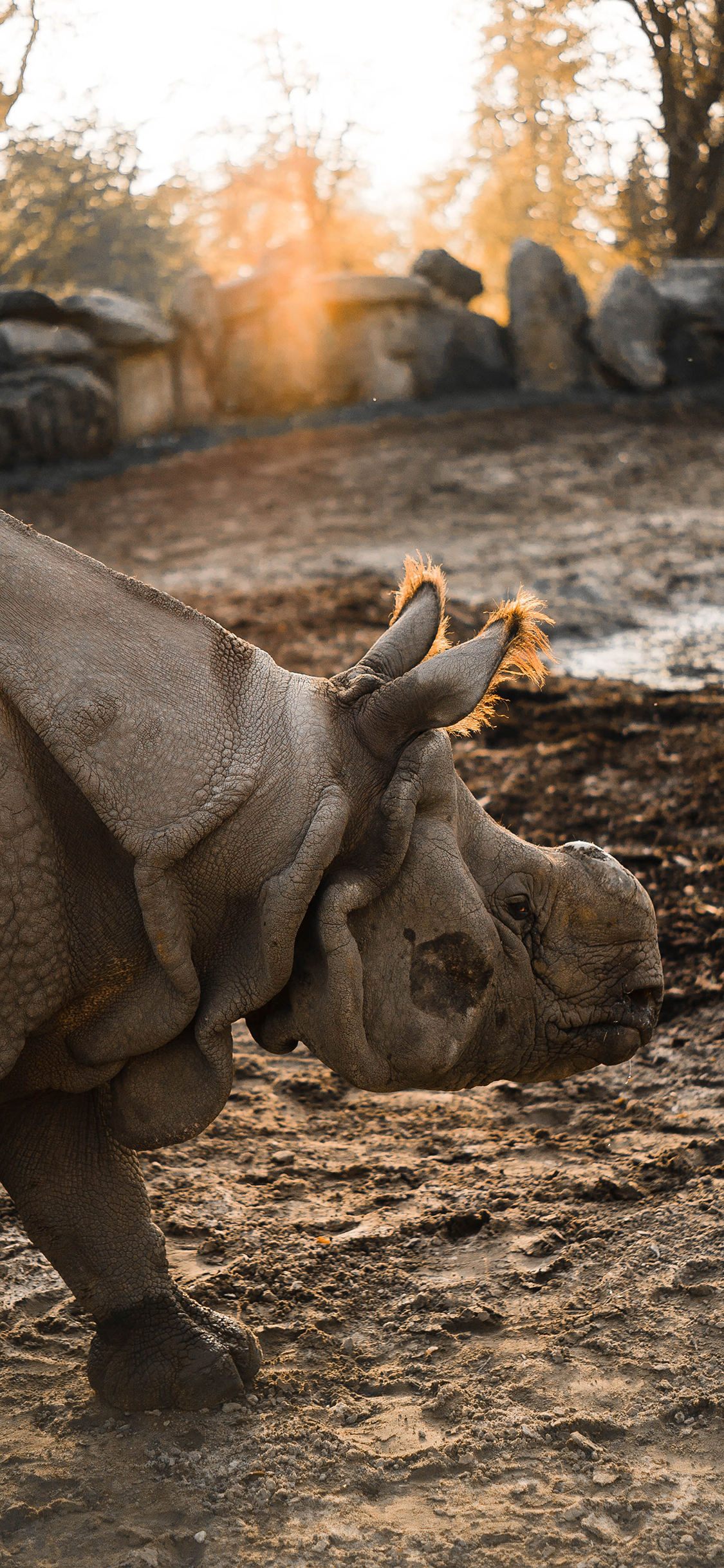 [2436×1125]郊外 非洲 野犀牛 庞大 苹果手机壁纸图片