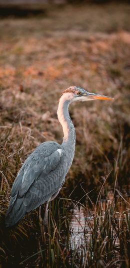 [2436x1125]郊外 飞禽 苍鹭 栖息 苹果手机壁纸图片