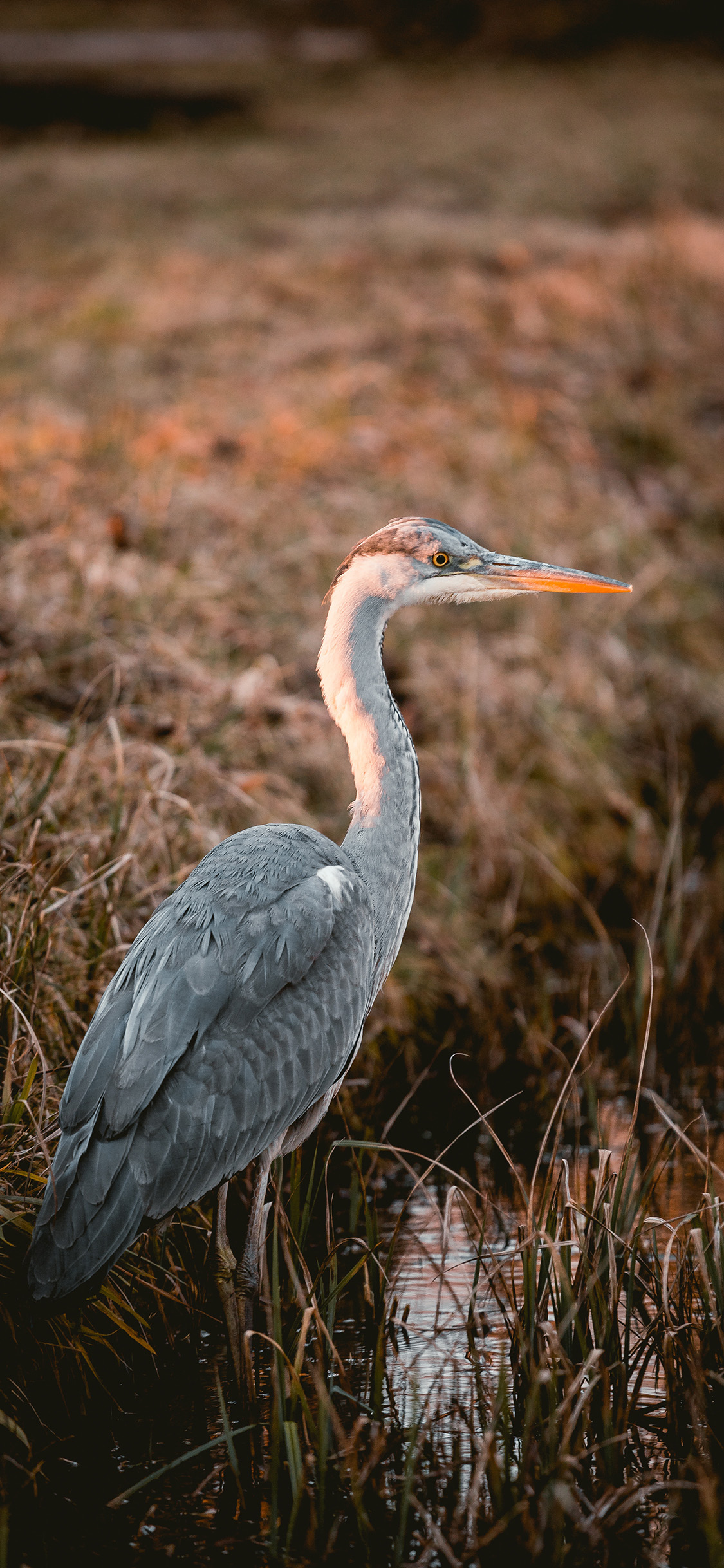 [2436×1125]郊外 飞禽 苍鹭 栖息 苹果手机壁纸图片