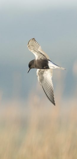 [2436x1125]郊外 飞鸟 展翅 飞行 苹果手机壁纸图片