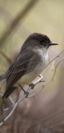 [2436x1125]郊外 飞鸟 山雀 栖息 苹果手机壁纸图片