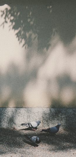 [2436x1125]郊外 飞鸟 鸽子 灰色 阳光 苹果手机壁纸图片