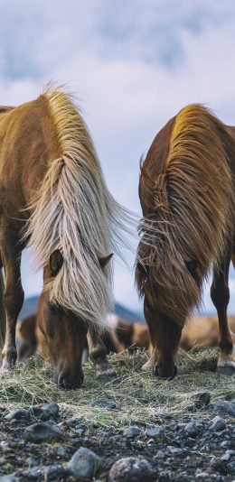 [2436x1125]郊外 马匹 棕马 觅食 苹果手机壁纸图片