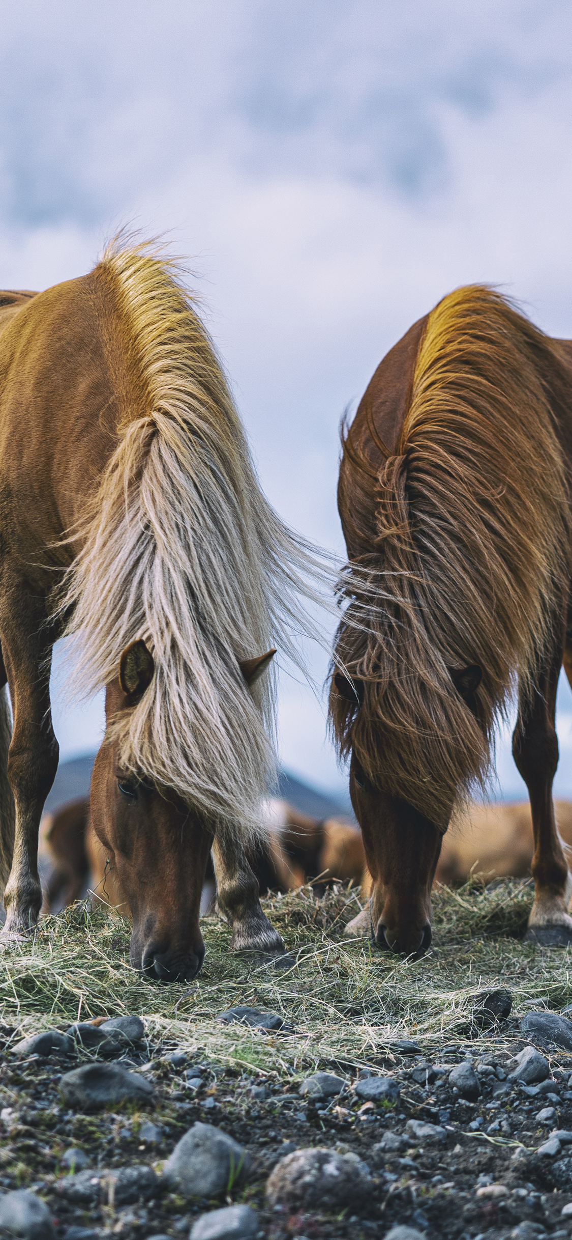 [2436×1125]郊外 马匹 棕马 觅食 苹果手机壁纸图片