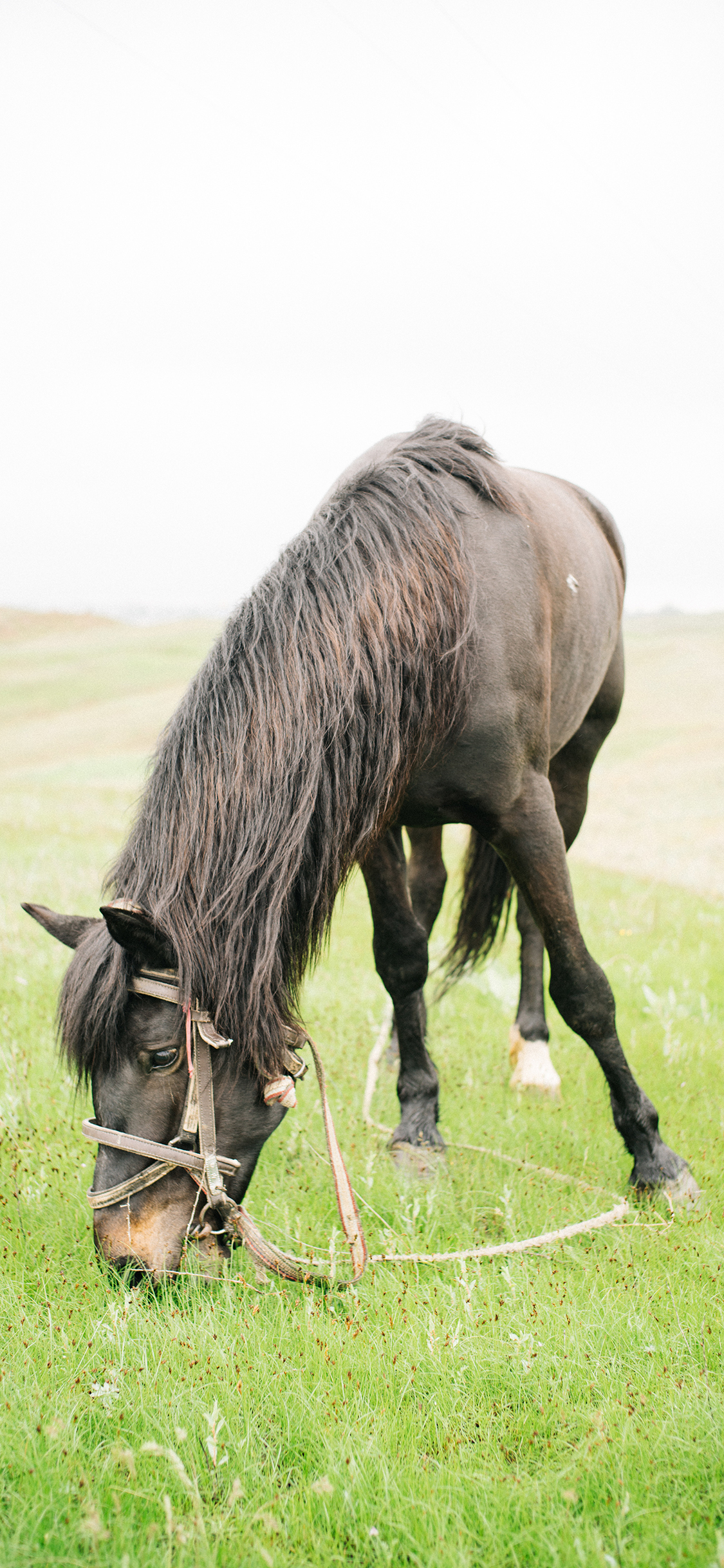 [2436×1125]郊外 马匹 黑马 吃草 苹果手机壁纸图片
