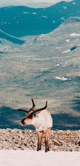 [2436x1125]郊外 驯鹿 保护动物 鹿角 苹果手机壁纸图片