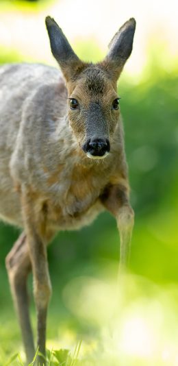 [2436x1125]郊外 鹿 怀孕 呆萌 苹果手机壁纸图片