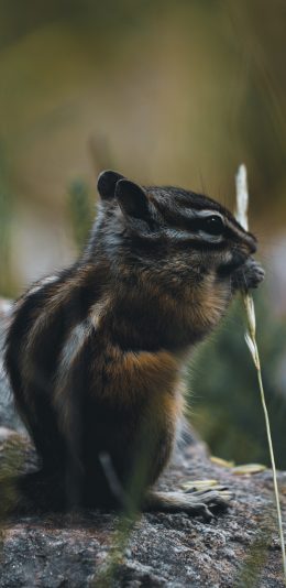 [2436x1125]郊外 鼠科 小松鼠 小草 苹果手机壁纸图片